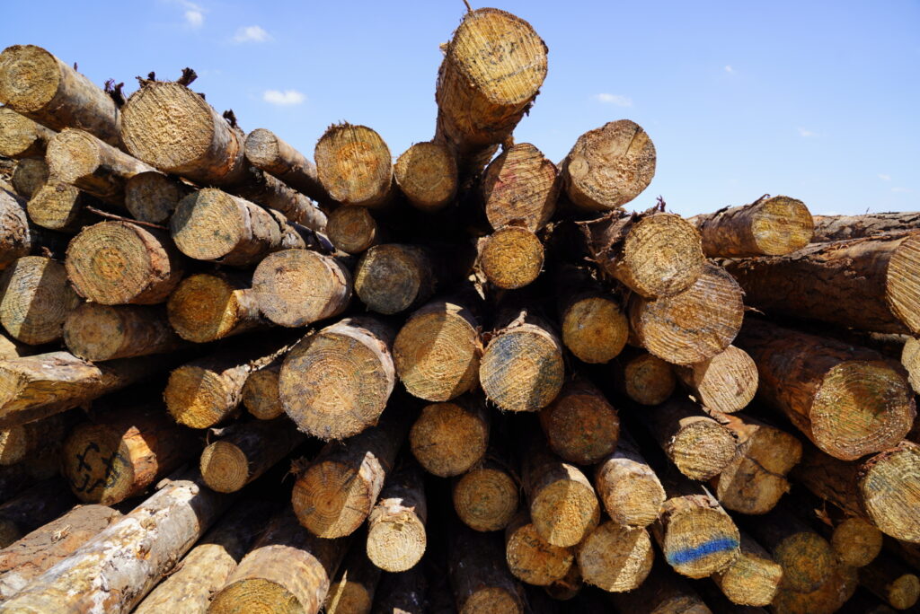 Kayu Pinus Bahan Baku OSB