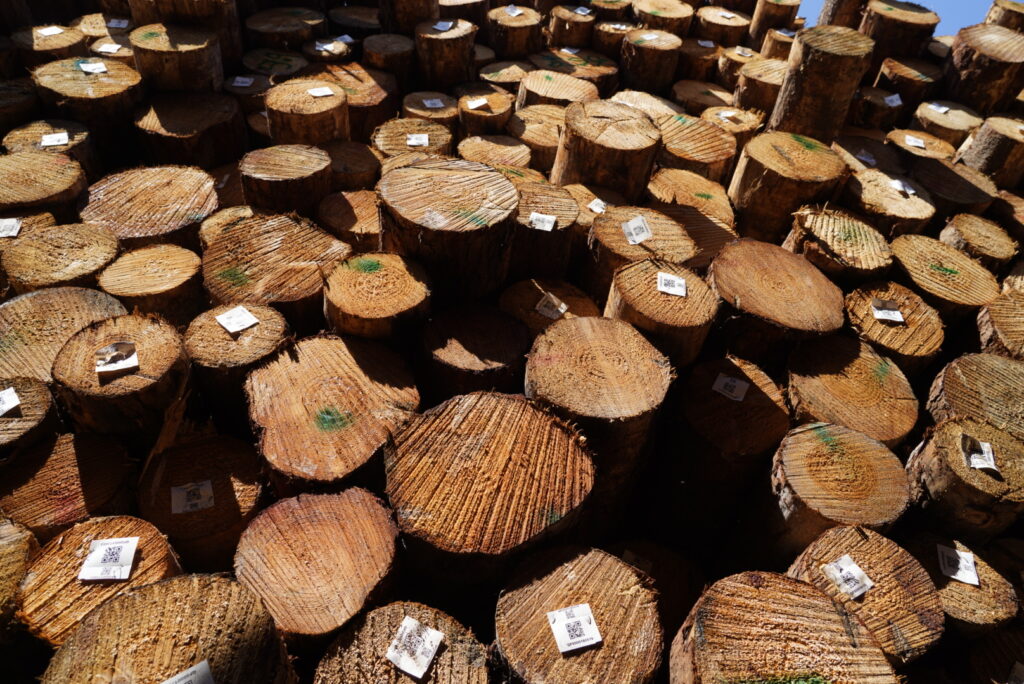 Kayu Pinus Bahan Baku OSB Sebagai Material Ramah Lingkungan